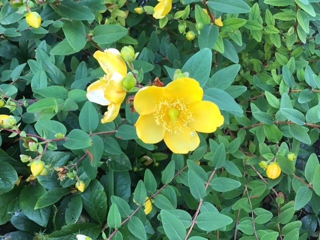 St John's Wort