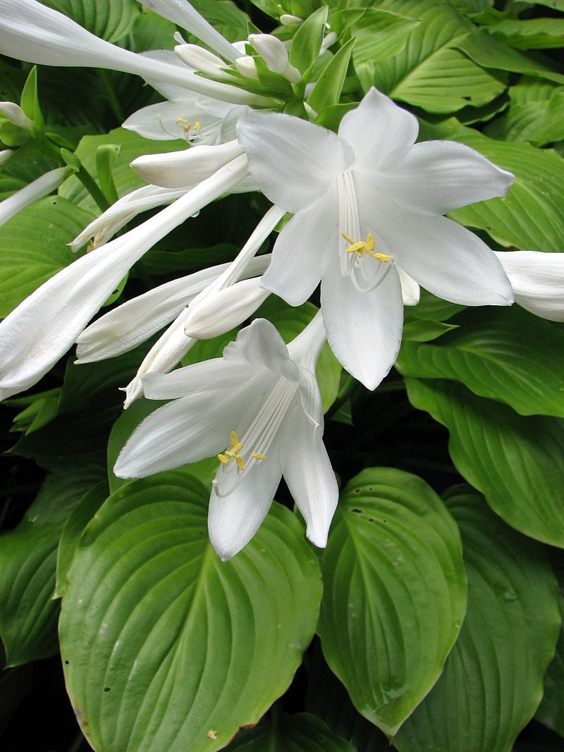 Hosta