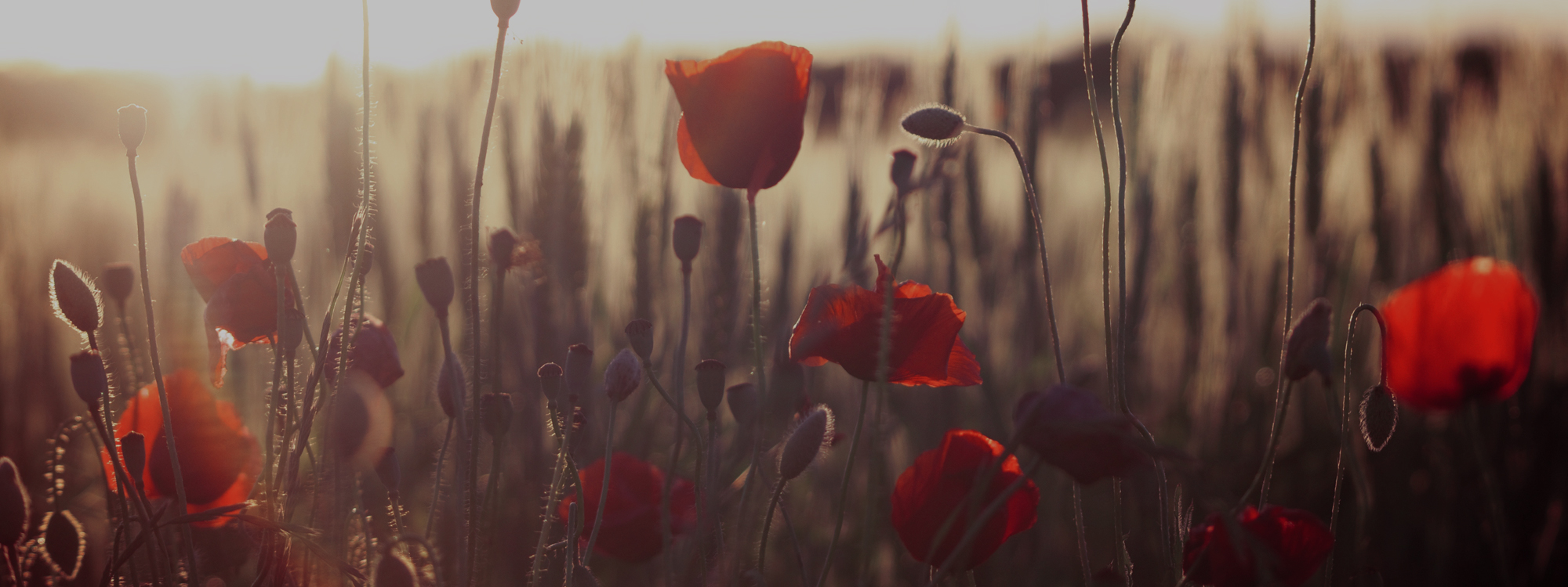 2023 11 Remembrance Sunday ima